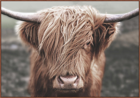 "Highland Cow" Artwork